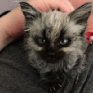 Meet your Posher, Nina